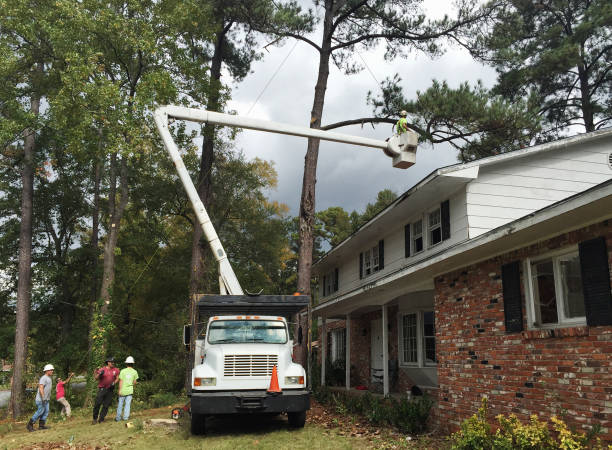 How Our Tree Care Process Works  in  Bridgeport, NY