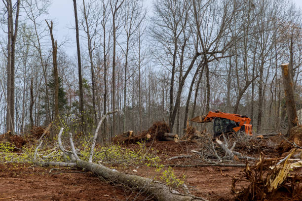 Bridgeport, NY Tree Services Company